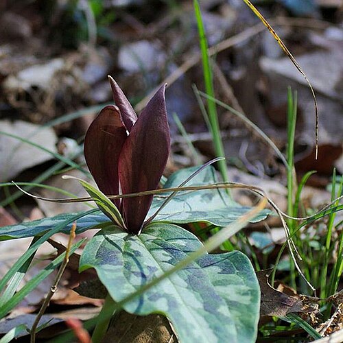 Longbract wakerobin: Trillium underwoodii (Underwood's Trillium) bloom from a plant growing wild in the Florida panhandle.