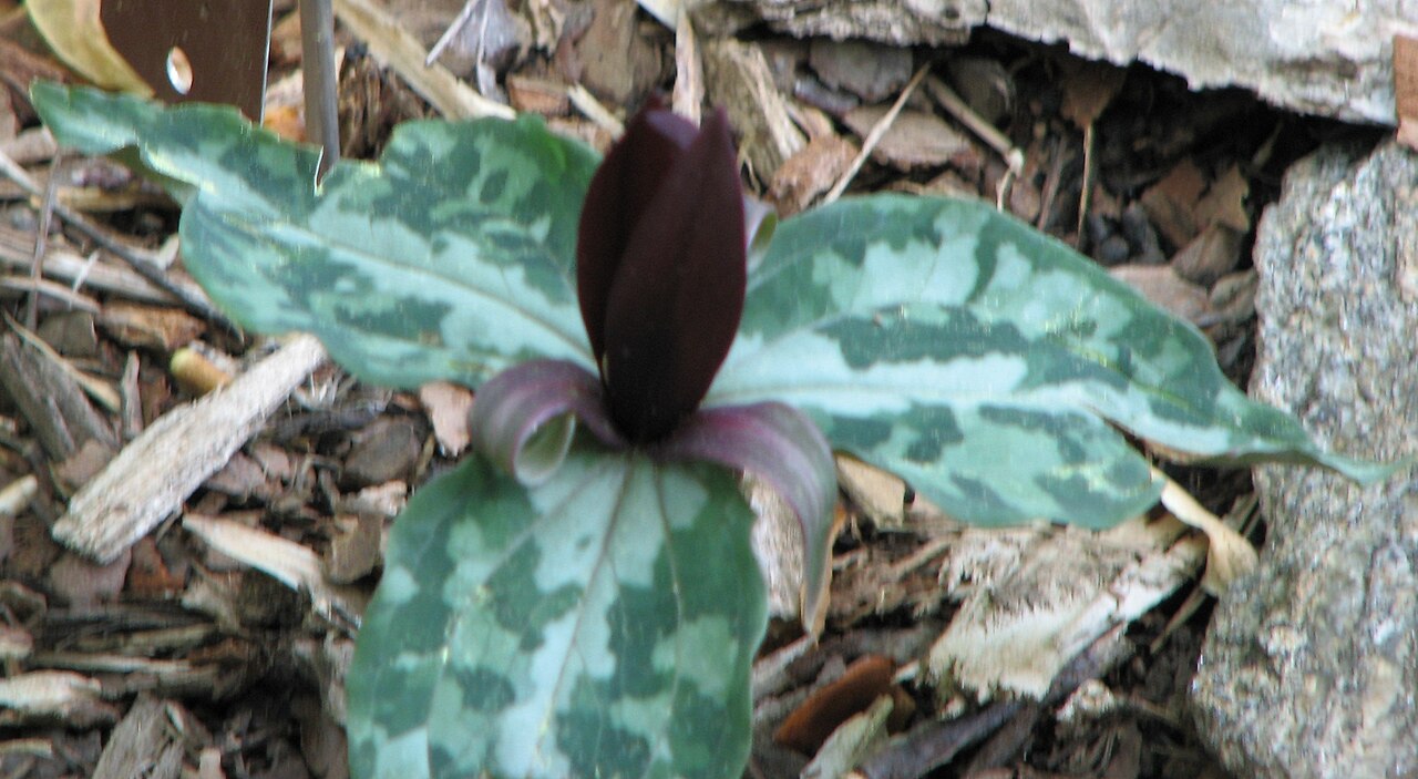 Longbract wakerobin: Photograph of Underwood's Trillium en ( Trillium underwoodii en ). Photo taken at the Mt. Cuba Center where it was identified.