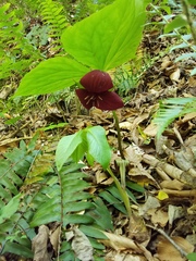 Sweet wakerobin (Trillium vaseyi)