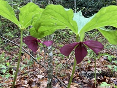 Sweet wakerobin (Trillium vaseyi)