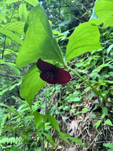 Sweet wakerobin (Trillium vaseyi)