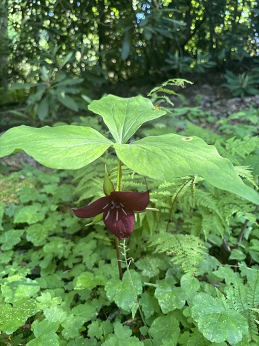Sweet wakerobin (Trillium vaseyi)