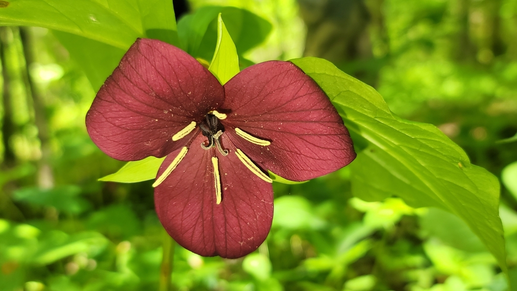 Sweet wakerobin (Trillium vaseyi)