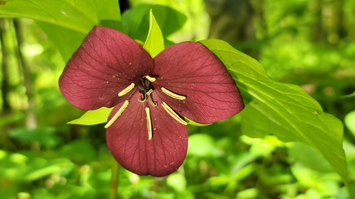 Sweet wakerobin (Trillium vaseyi)