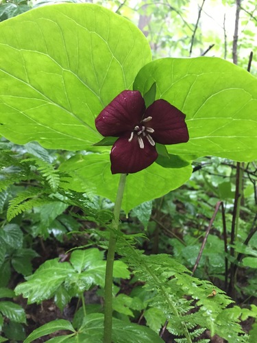 Sweet wakerobin (Trillium vaseyi)