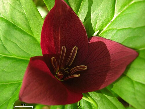 Sweet wakerobin: Trillium vaseyii 20100504.21 Great Smoky Mountains, NC