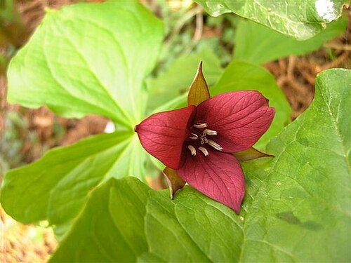 Sweet wakerobin: Sweet wakerobin ( Trillium vaseyi ).