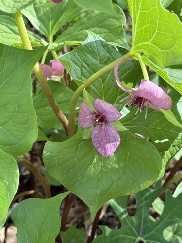 Sweet wakerobin (Trillium vaseyi)