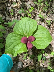 Sweet wakerobin (Trillium vaseyi)