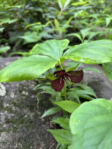 Sweet wakerobin (Trillium vaseyi)