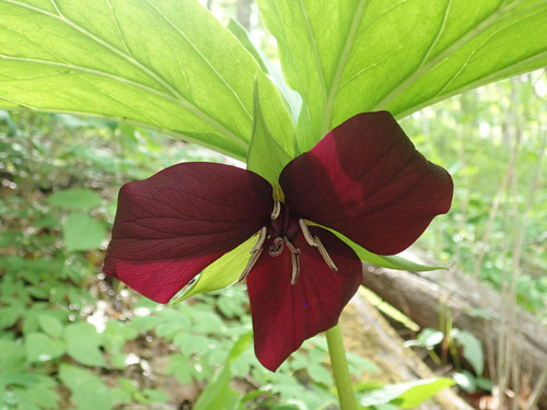 Sweet wakerobin (Trillium vaseyi)