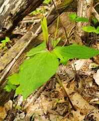 Tapertip wakerobin (Trillium viridescens)