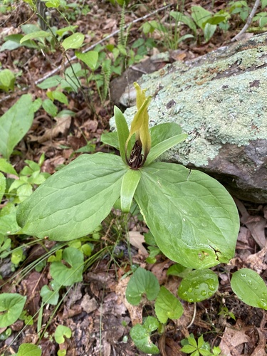 Tapertip wakerobin (Trillium viridescens)