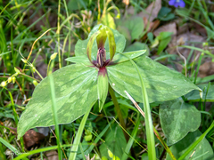 Tapertip wakerobin (Trillium viridescens)