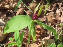 Tapertip wakerobin (Trillium viridescens)