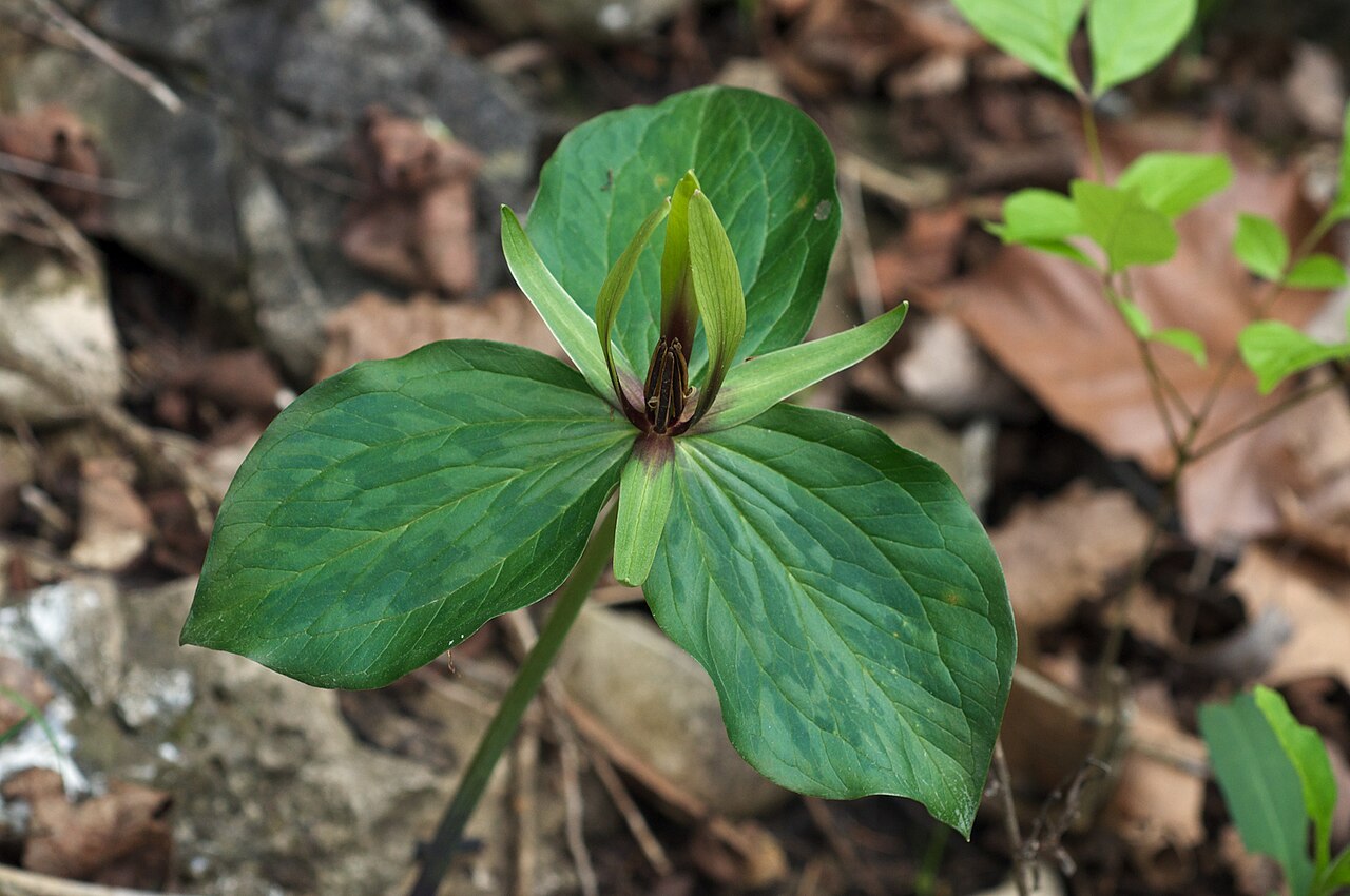 Tapertip wakerobin: Species from South-Central North America Common name: Ozark Trillium Photographed in Leatherwood Lake Park, Eureka Springs, Arkansas