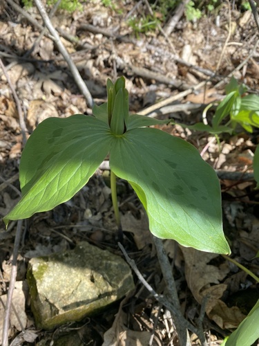 Tapertip wakerobin (Trillium viridescens)