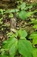 Tapertip wakerobin (Trillium viridescens)