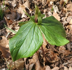 Tapertip wakerobin (Trillium viridescens)