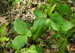 Tapertip wakerobin (Trillium viridescens)