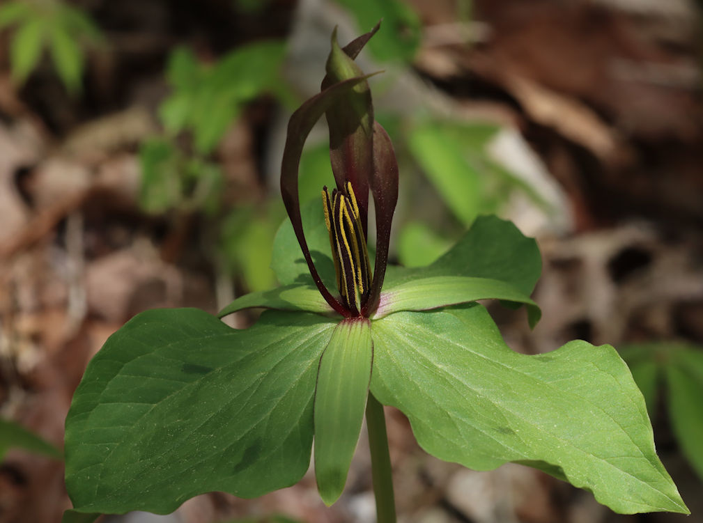 Tapertip wakerobin (Trillium viridescens)