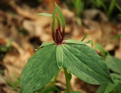 Tapertip wakerobin (Trillium viridescens)