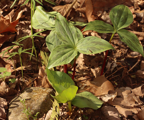 Tapertip wakerobin (Trillium viridescens)