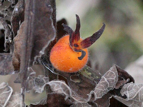 Orangefruit horse-gentian: Triosteum aurantiacum E.P.Bicknell - orangefruit horse-gentian, coffee tinker's-weed - photographed at the Skaneateles Conservation Area, Onondaga County, New Y
