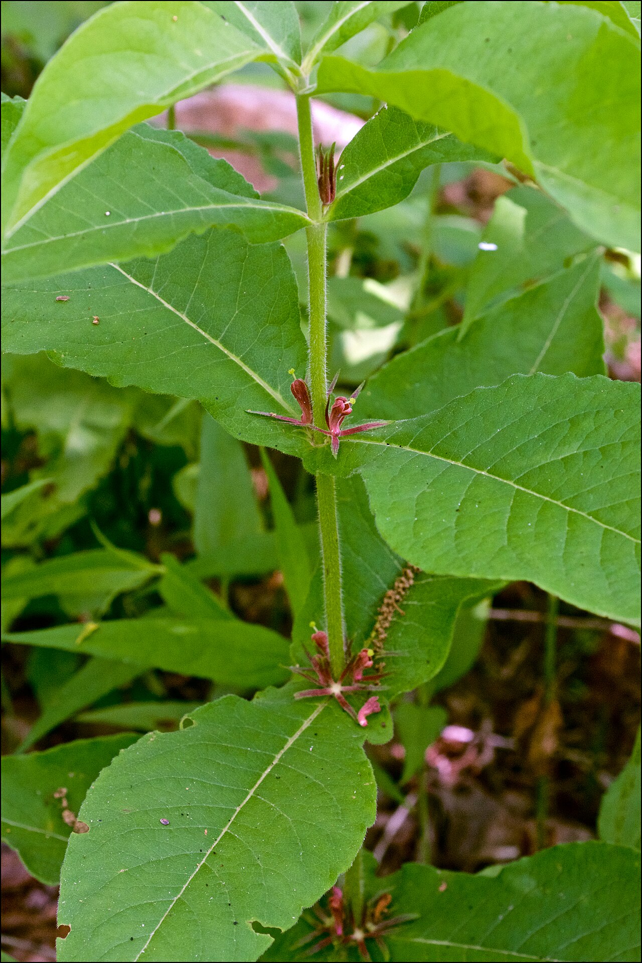 Feverwort: Photographed in Mount Magazine State Park, Logan County, Arkansas