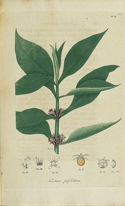 Feverwort: Plate IX To view the entire book, please visit American Medical Botany .
