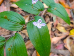 Tripladenia cunninghamii (Tripladenia cunninghamii)