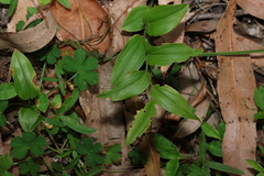 Tripladenia cunninghamii (Tripladenia cunninghamii)