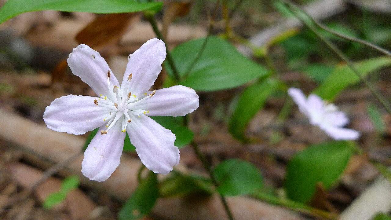 Tripladenia cunninghamii: Bush Lily, Tripladenia cunninghamii , white or very pale pink flower with six petals. Koonyum Range, Mullumbimby, NSW, Australia, December 2014.