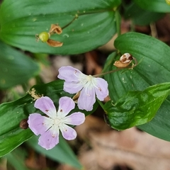 Tripladenia cunninghamii (Tripladenia cunninghamii)