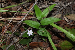 Tripladenia cunninghamii (Tripladenia cunninghamii)