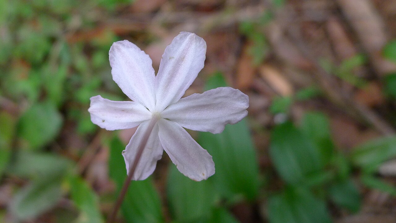 Tripladenia cunninghamii: Bush Lily, Tripladenia cunninghamii , underside of flower. Koonyum Range, Mullumbimby, NSW, Australia, December 2014.