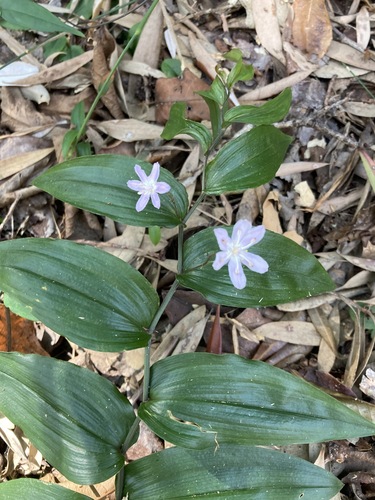 Tripladenia cunninghamii (Tripladenia cunninghamii)