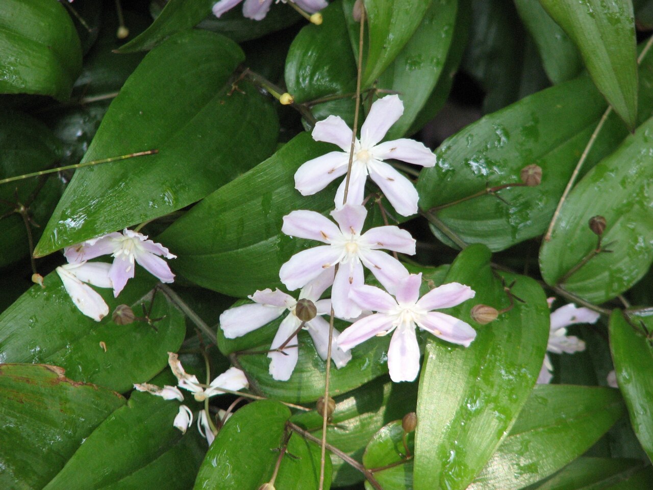 Tripladenia cunninghamii: Tripladenia cunninghamii (cultivated, not labelled), Royal Botanic Gardens, Melbourne, Australia