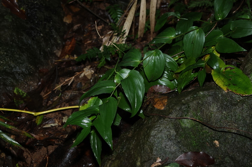 Tripladenia cunninghamii (Tripladenia cunninghamii)
