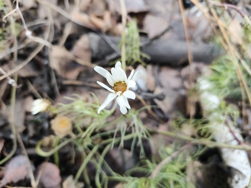 Scentless chamomile