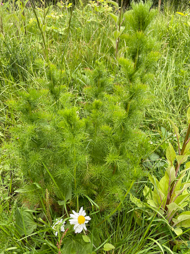 Scentless chamomile (Tripleurospermum inodorum)