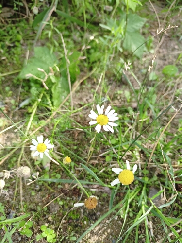 Scentless chamomile (Tripleurospermum inodorum)