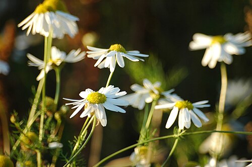 Scentless chamomile: Camomile ( Tripleurospermum perforatum ), 55294 Bodenheim, Germany