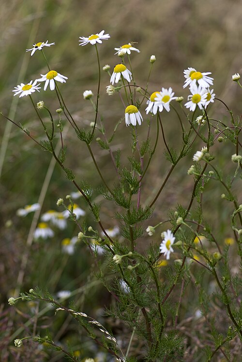 Scentless chamomile: Matricaria maritima-subps-inodora Vallée de Grâce à Amiens (Somme), France