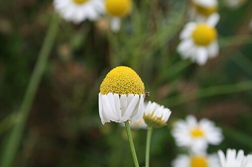 Scentless chamomile: Asteraceae im Ober-Olmer Wald. Natalie Schmalz