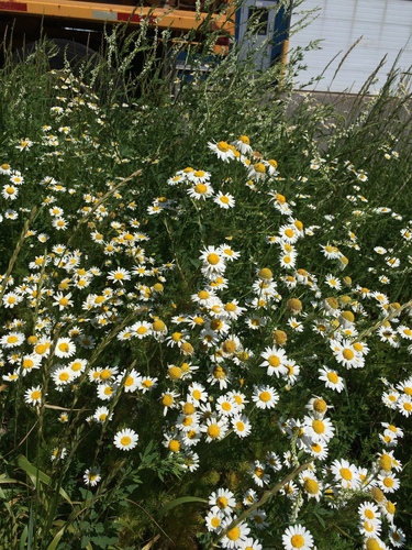 Scentless chamomile (Tripleurospermum inodorum)
