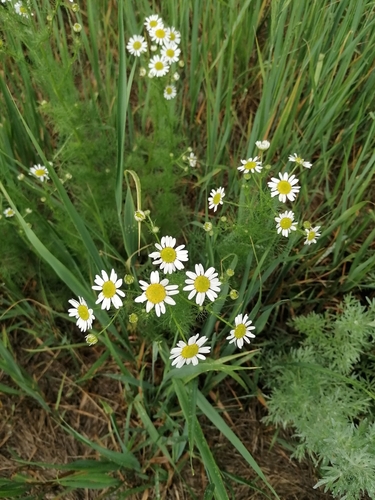 Scentless chamomile (Tripleurospermum inodorum)