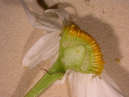Scentless chamomile: Matricaria maritima-subsp-inodora Blangy-Tronville (Somme), France