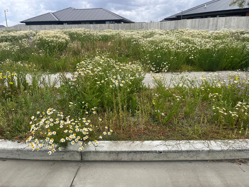 Scentless chamomile (Tripleurospermum inodorum)