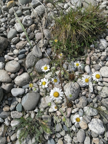 Scentless chamomile (Tripleurospermum inodorum)